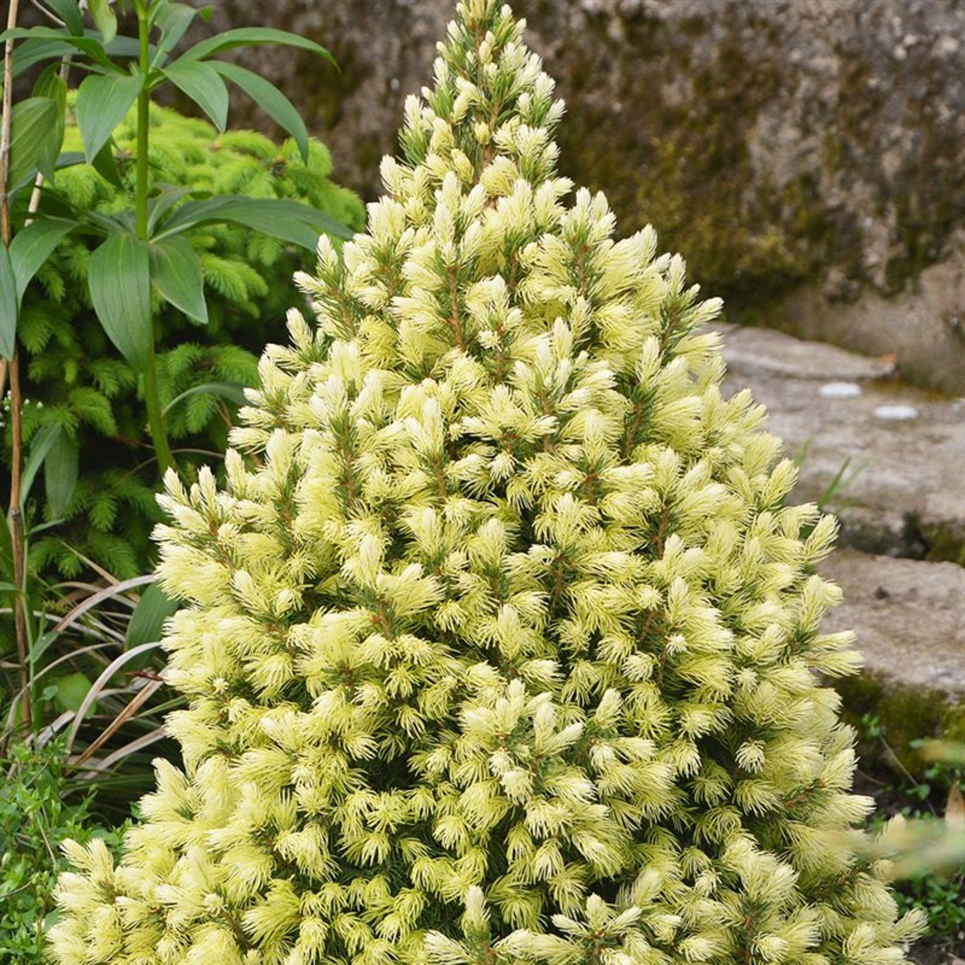 Vitgran – Picea glauca 'Daisy's White' - C3 30-40 CM